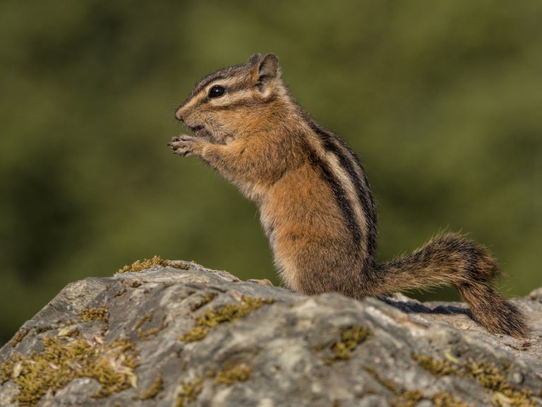 Chipmunk Removal 24 Hour Animal Control in NYC, Brooklyn, Bronx, Queens, Long Island City, call 646-741-4333 today! Humane Animal Control · Squirrel Removal · Raccoon Removal · Bird Removal · Dead Wildlife · Mice and Rat Control