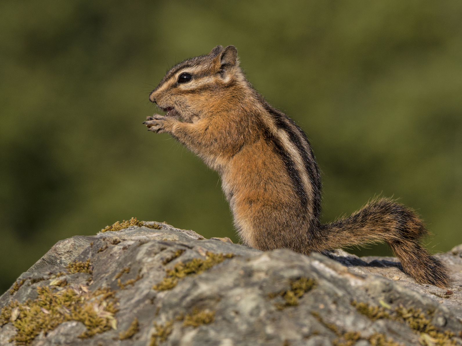 Chipmunk Removal