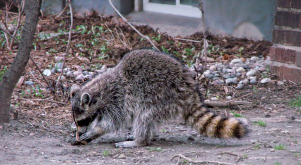 Rat Control Services – 24/7 24 Hour Animal Control in NYC, Brooklyn, Bronx, Queens, Staten Island, call 646-741-4333 today! Humane Animal Control · Squirrel Removal · Raccoon Removal · Bird Removal · Dead Wildlife · Mice and Rat Control