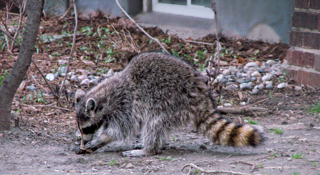 raccoon removal and wildlife removal in the New York City