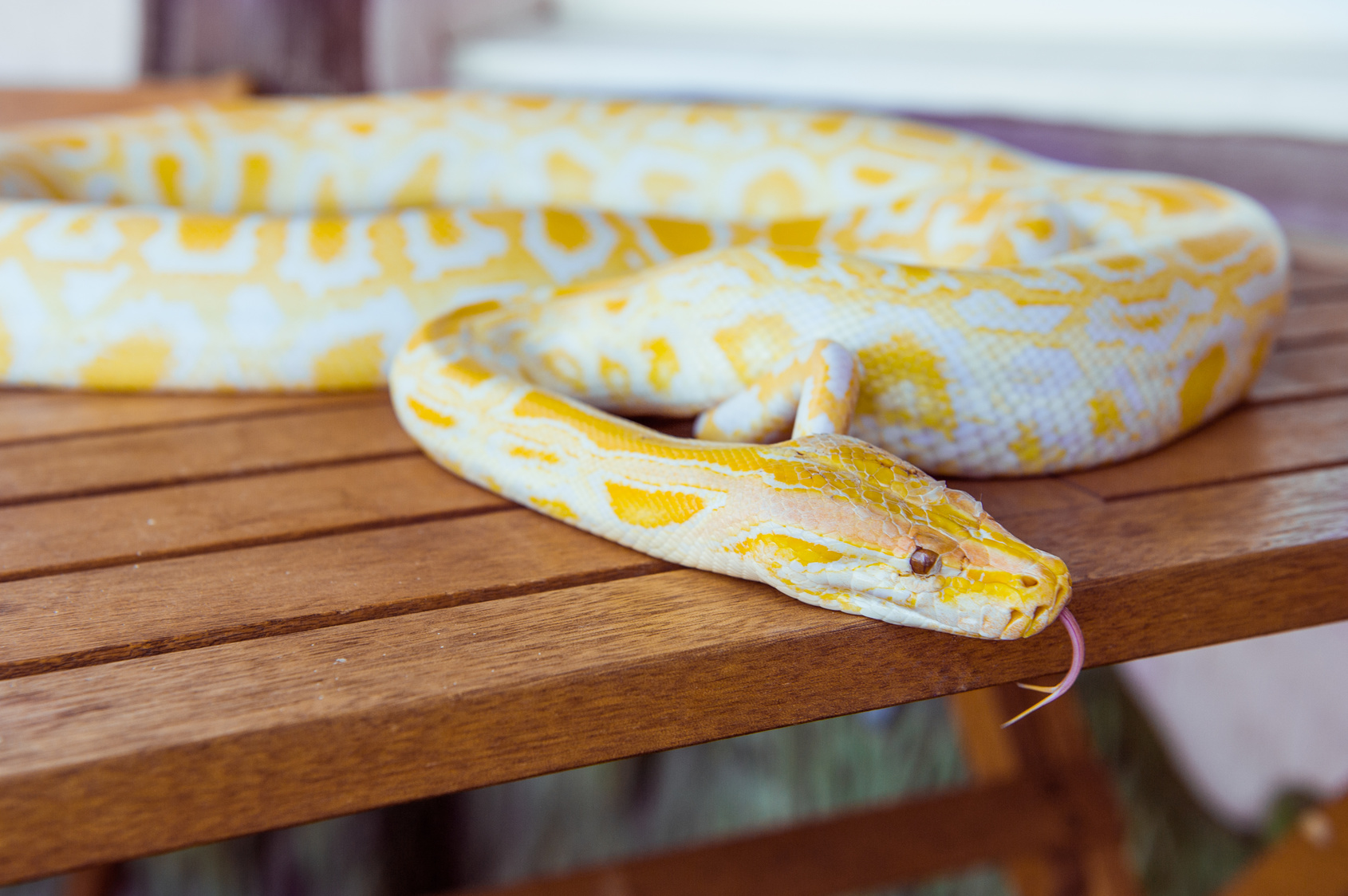 Gold Python,Reticulated python, Python reticulatus Albino snake with beautiful yellow texture. Exotic pet. Selective focus