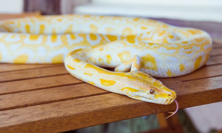 Snake_removal_new_york_city_2 24 Hour Animal Control in NYC, Brooklyn, Bronx, Queens, Long Island City, call 646-741-4333 today! Humane Animal Control · Squirrel Removal · Raccoon Removal · Bird Removal · Dead Wildlife · Mice and Rat Control