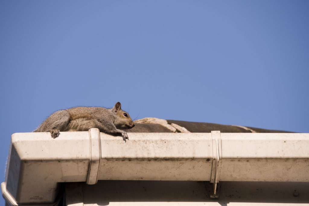 Residential Animal Control – Animal Control in NYC & New Jersey Residential Animal Control – Animal Control in NYC & New Jersey