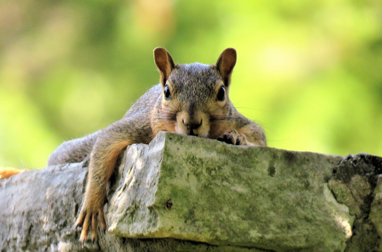 Squirrel Wildlife Removal