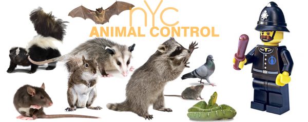 Rat Control Services – 24/7 24 Hour Animal Control in NYC, Brooklyn, Bronx, Queens, Staten Island, call 646-741-4333 today! Humane Animal Control · Squirrel Removal · Raccoon Removal · Bird Removal · Dead Wildlife · Mice and Rat Control