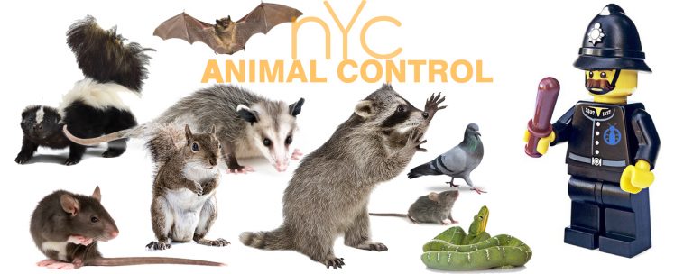 24 HOUR Animal Removal Services, FOR YOUR HOME AND BUSINESS I 24 Hour Animal Control in NYC, Brooklyn, Bronx, Queens, Long Island City, call 646-741-4333 today! Humane Animal Control · Squirrel Removal · Raccoon Removal · Bird Removal · Dead Wildlife · Mice and Rat Control