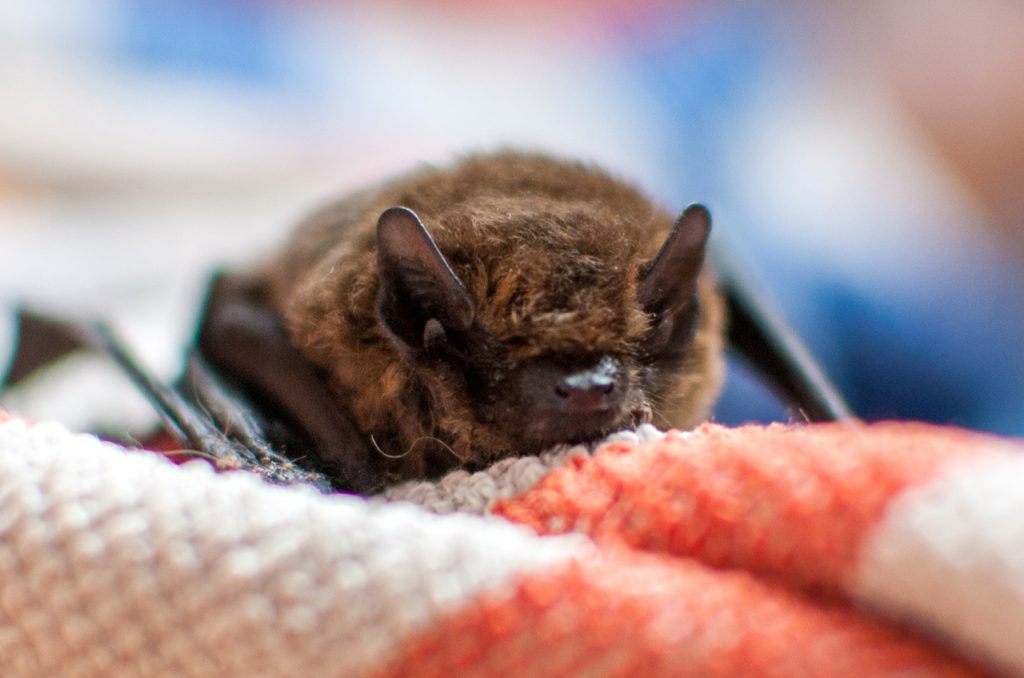 remove bats from a home or business