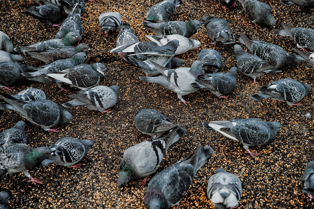 flock-of-pigeons-feeding Bird Control & Removal - NY and NJ