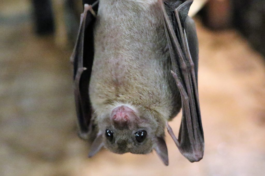 remove bats from a home or business
