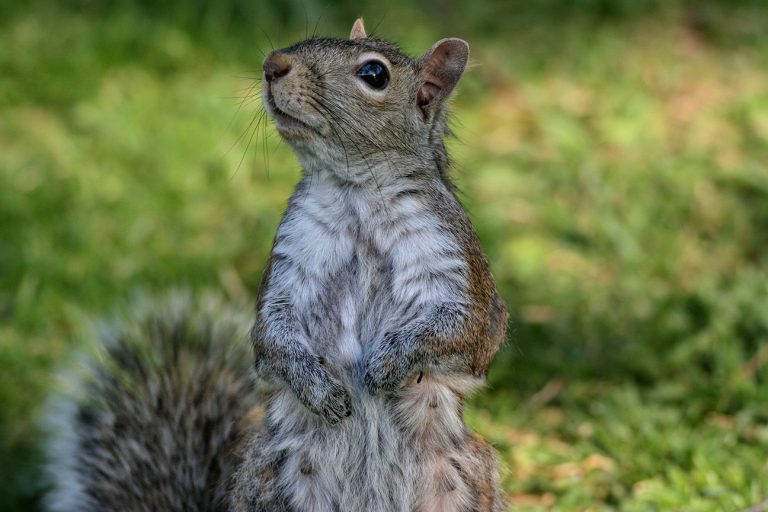 24 Hour Animal Control in NYC, Brooklyn, Bronx, Queens, Long Island City, call 646-741-4333 today! Humane Animal Control · Squirrel Removal · ‎Raccoon Removal · ‎Bird Removal · ‎Dead Wildlife · Mice and Rat Control
