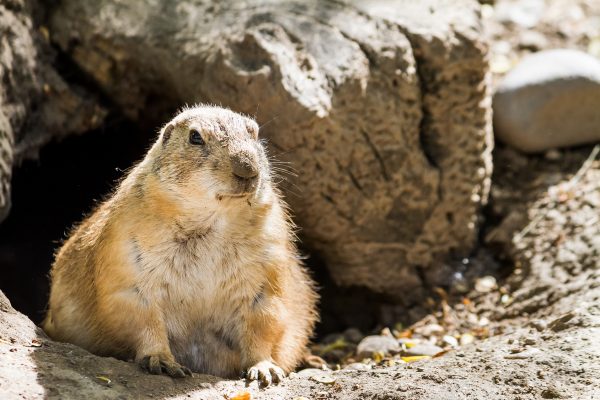 Rat Control Services – 24/7 24 Hour Animal Control in NYC, Brooklyn, Bronx, Queens, Staten Island, call 646-741-4333 today! Humane Animal Control · Squirrel Removal · Raccoon Removal · Bird Removal · Dead Wildlife · Mice and Rat Control
