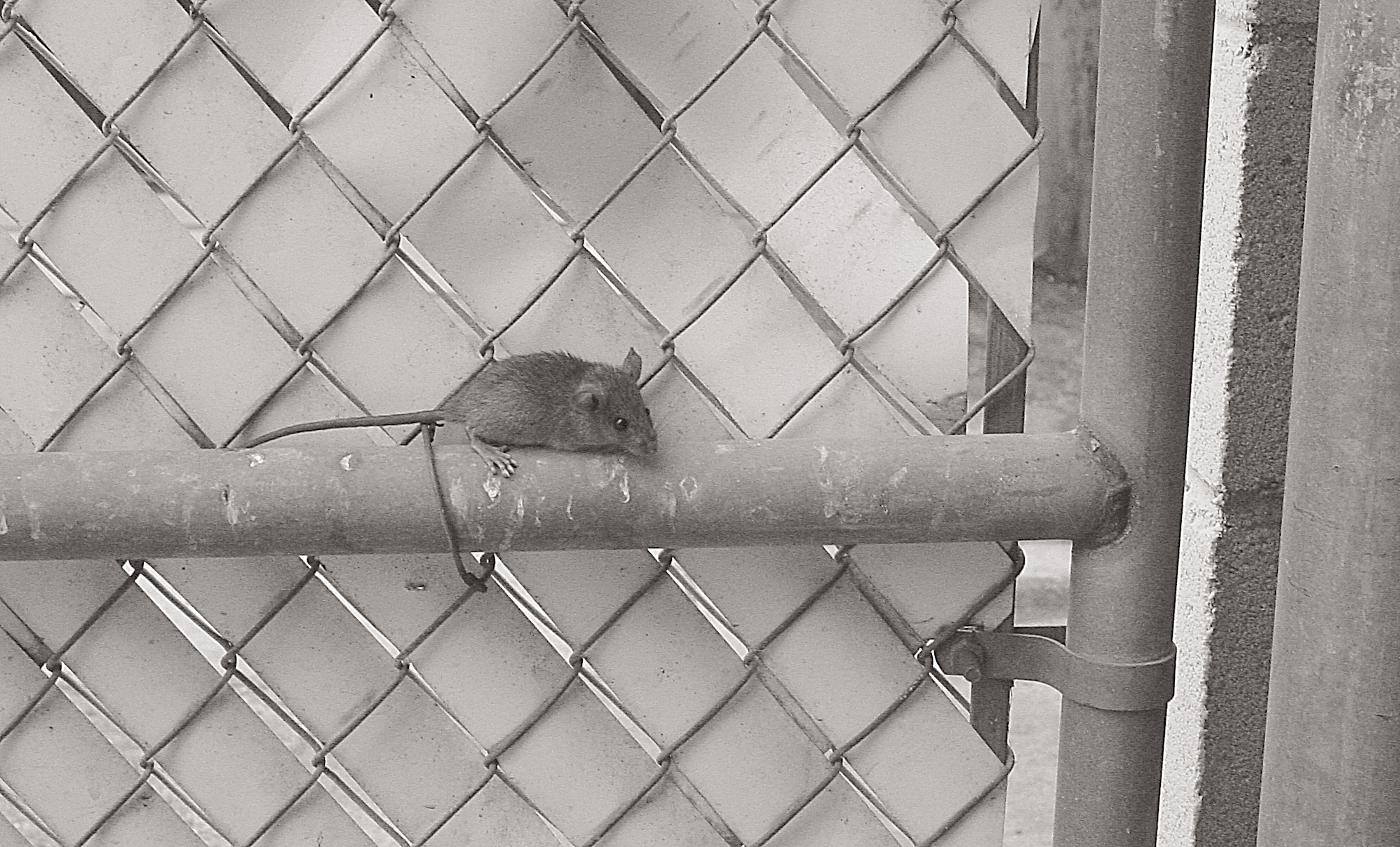 Mice Extermination