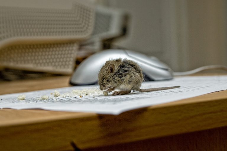 NYC Rodent Control – Mouse & Rat Exterminators 24 Hour Animal Control in NYC, Brooklyn, Bronx, Queens, Long Island City, call 646-741-4333 today! Humane Animal Control · Squirrel Removal · Raccoon Removal · Bird Removal · Dead Wildlife · Mice and Rat Control