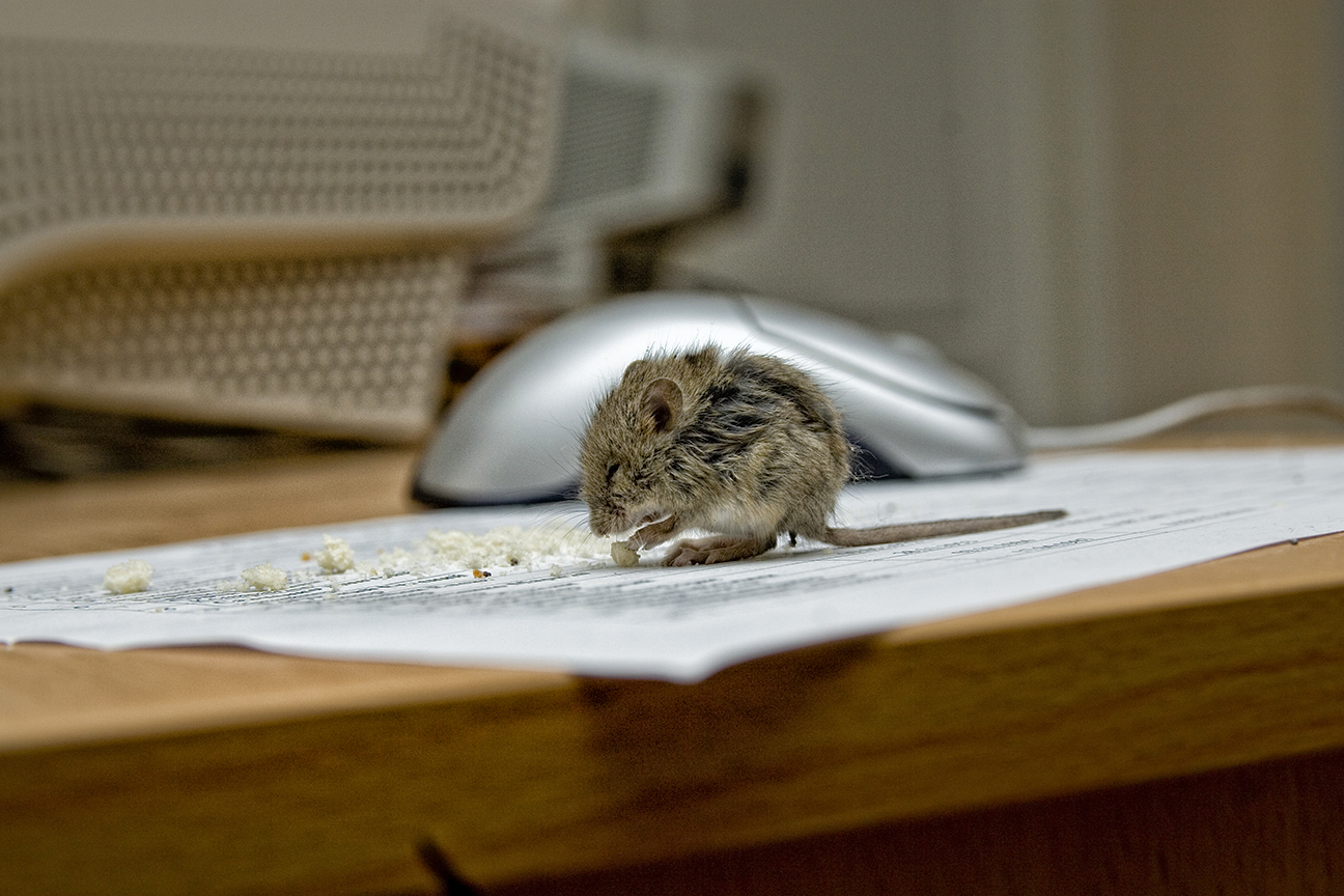 NYC Rodent Control – Mouse & Rat Exterminators