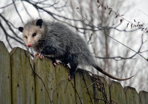 Rat Control Services – 24/7 24 Hour Animal Control in NYC, Brooklyn, Bronx, Queens, Staten Island, call 646-741-4333 today! Humane Animal Control · Squirrel Removal · Raccoon Removal · Bird Removal · Dead Wildlife · Mice and Rat Control