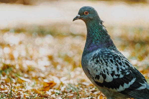 Rat Control Services – 24/7 24 Hour Animal Control in NYC, Brooklyn, Bronx, Queens, Staten Island, call 646-741-4333 today! Humane Animal Control · Squirrel Removal · Raccoon Removal · Bird Removal · Dead Wildlife · Mice and Rat Control