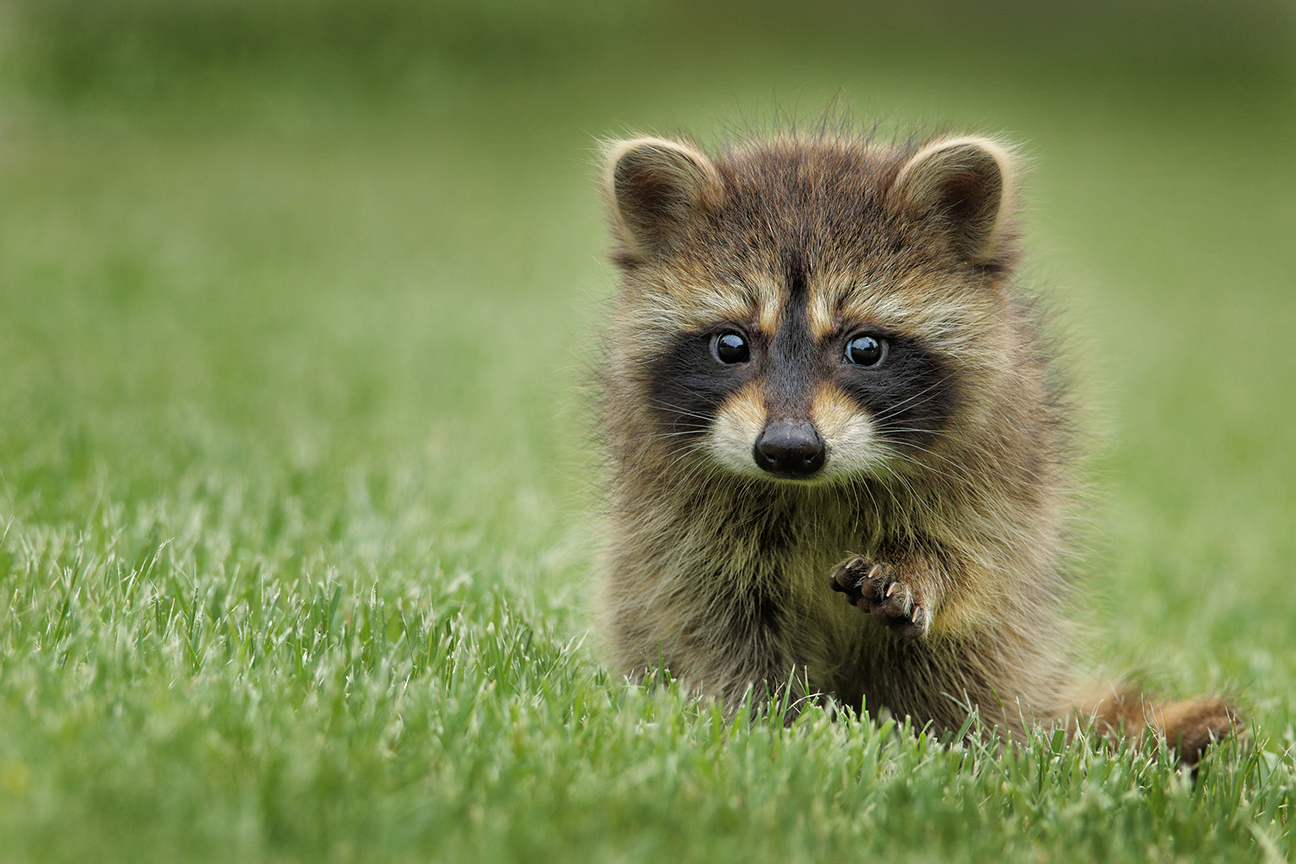 Raccoon Removal Services in NYC, Staten Island, Brooklyn, Bronx, Queens and New Jersey