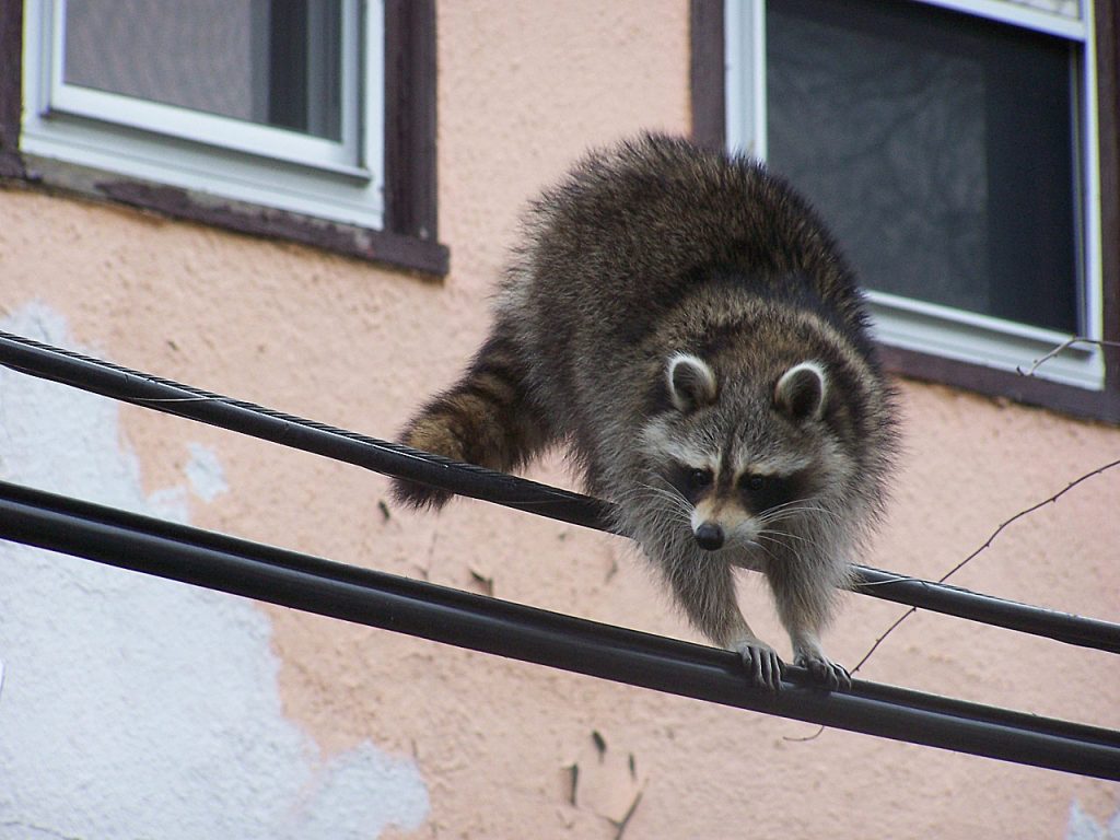 Raccoon Removal Services in NYC, Staten Isand, Brooklyn, Bronx and Queens