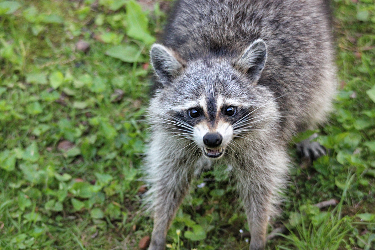 Raccoon Removal Services in NYC, Staten Island, Brooklyn, Bronx and Queens