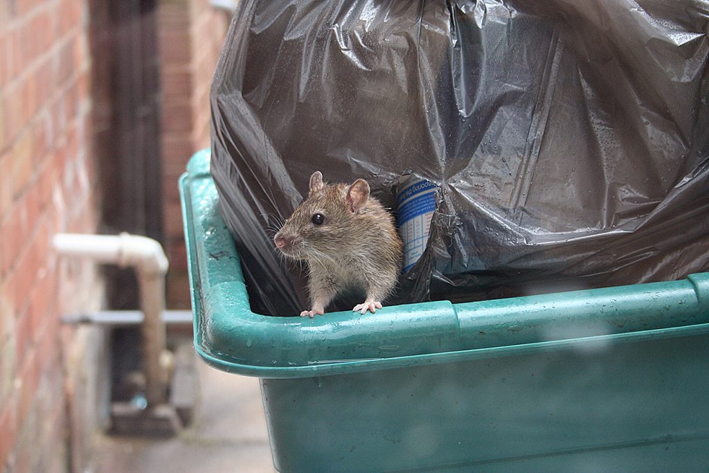 Rat Control Services – 24/7