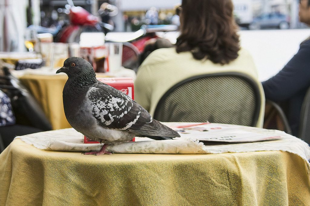 Pigeon Control in NYC and NJ
