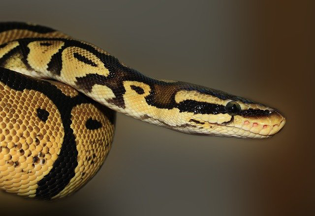 Snake Control Services in NYC and NJ