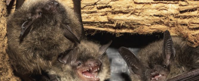 Bat Control and Removal Services