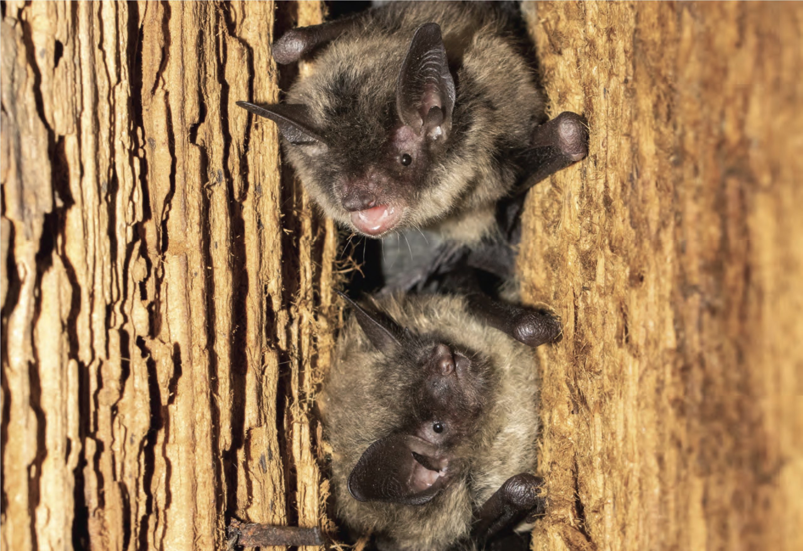 Bat Control and Removal Services