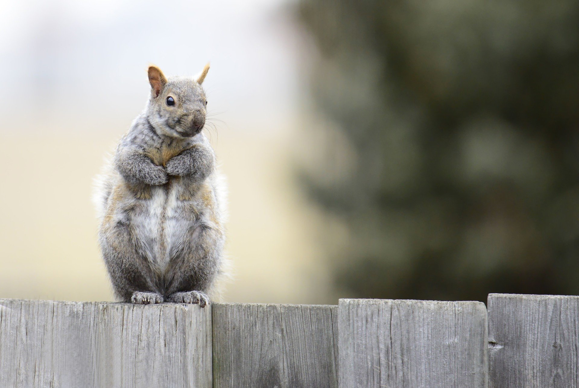Squirrel Removal Services in NYC and NJ