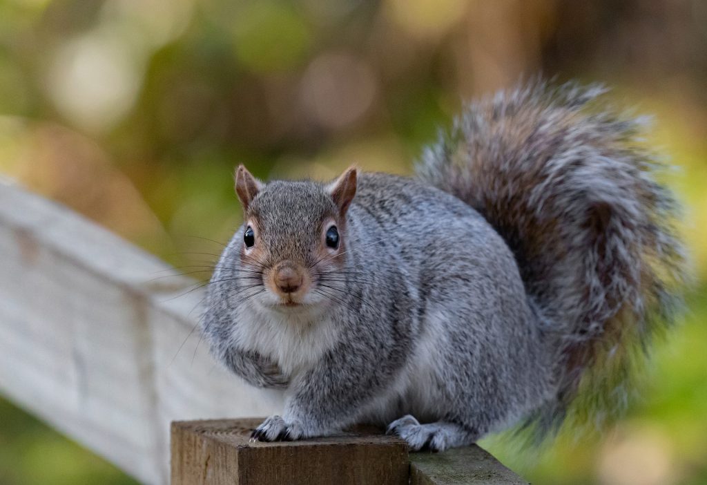 Squirrel Removal Services in NYC and NJ