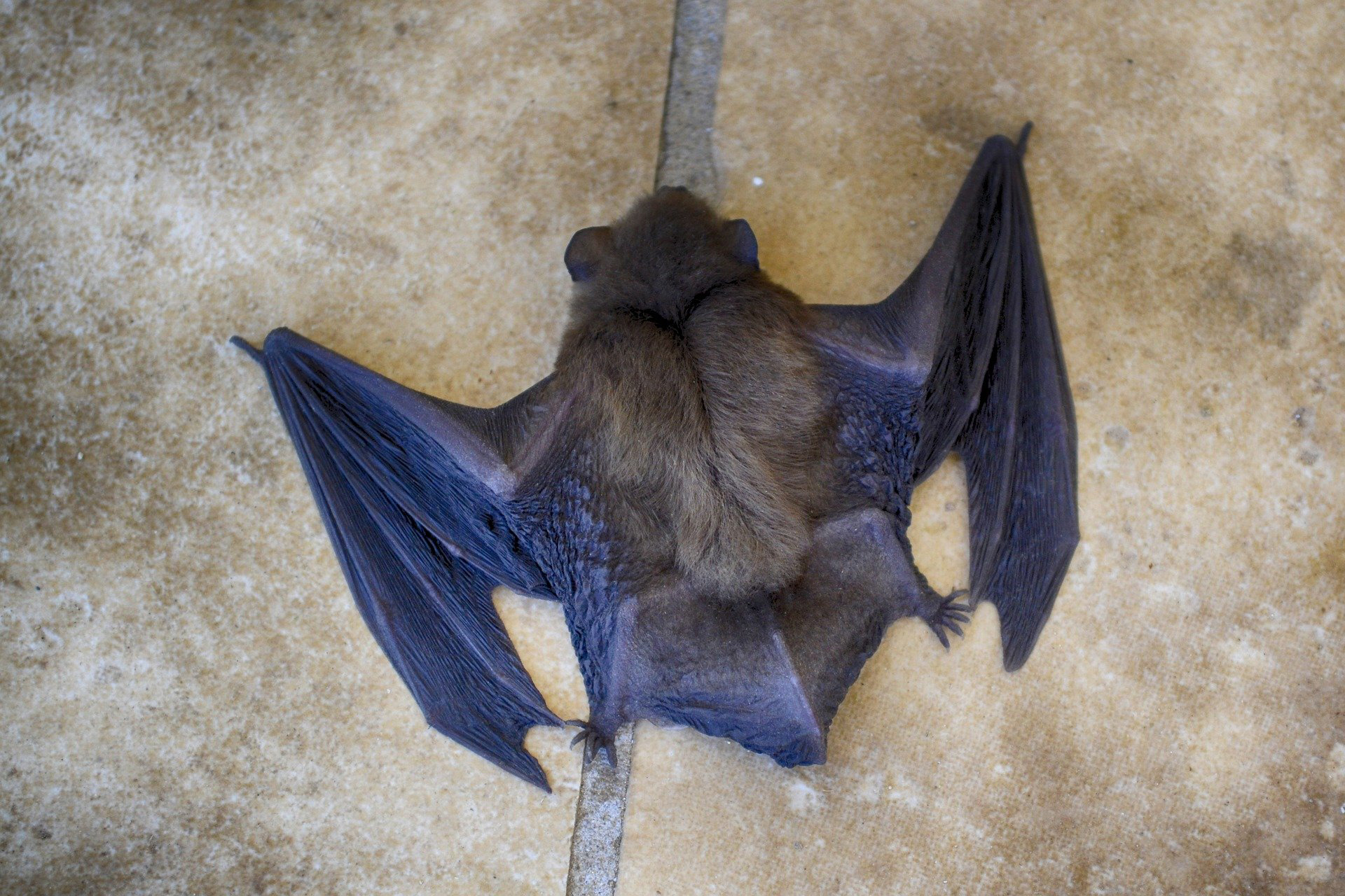 Bat Removal Services