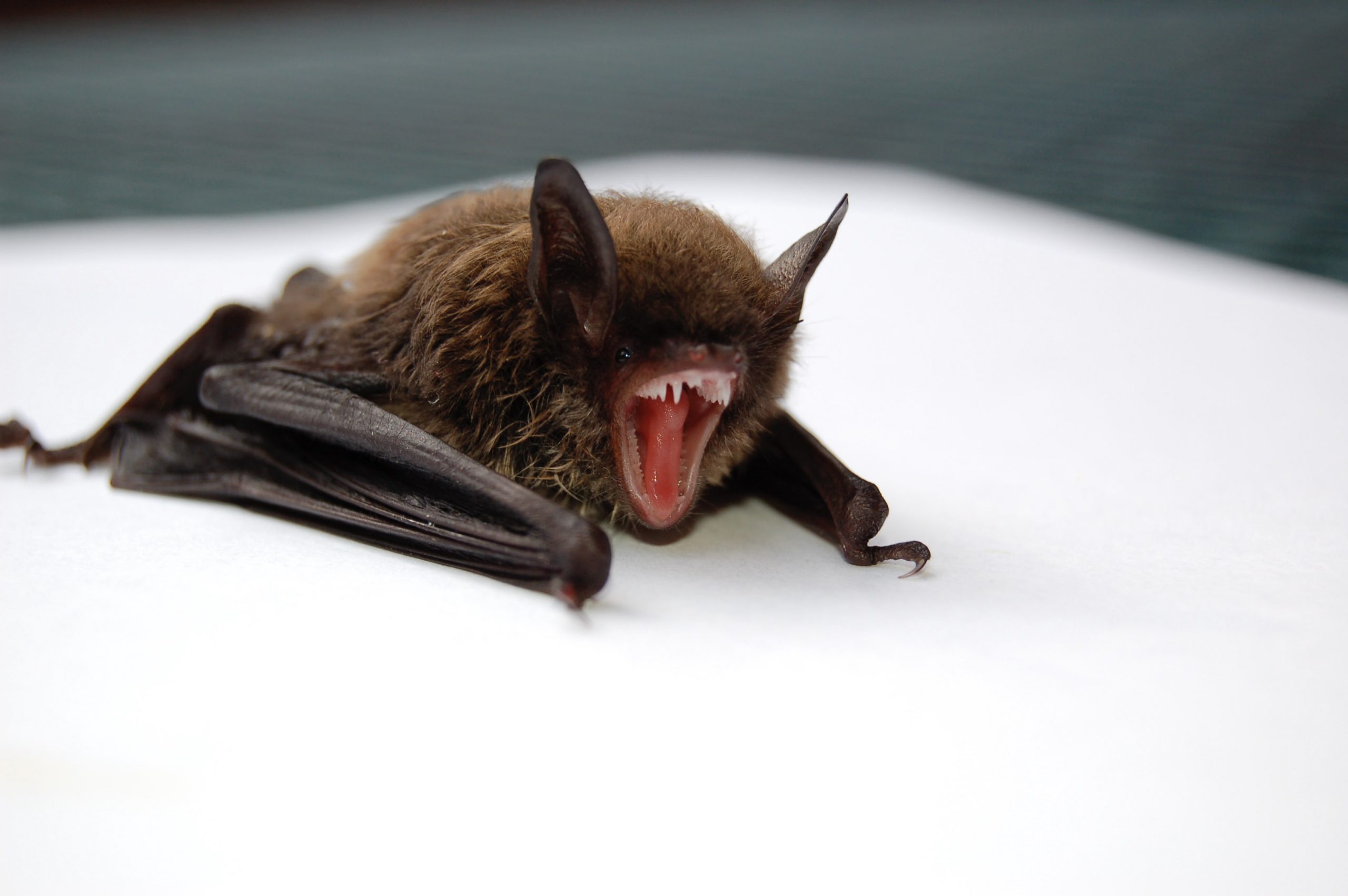 Bat Removal Services