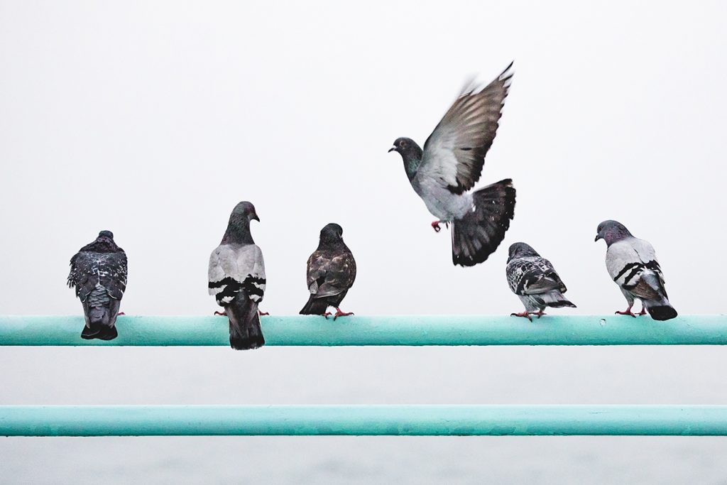 Bird Control Services