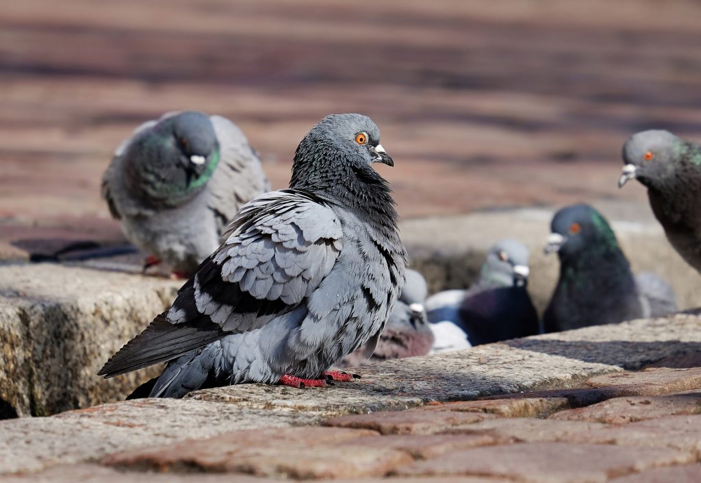 pigeons-3268990_1920