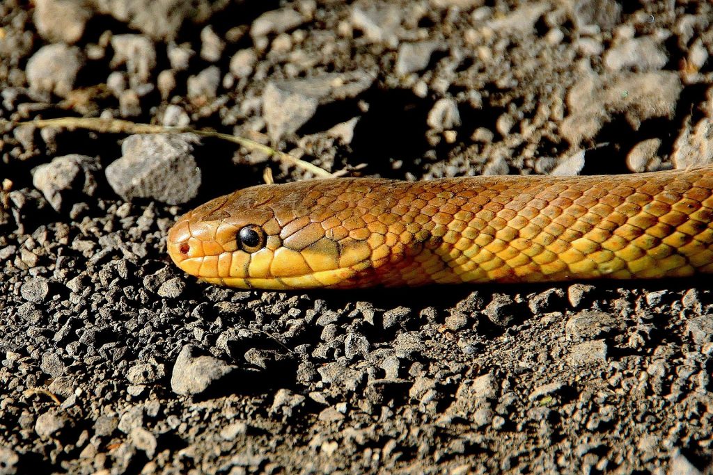 snake-501986_1920