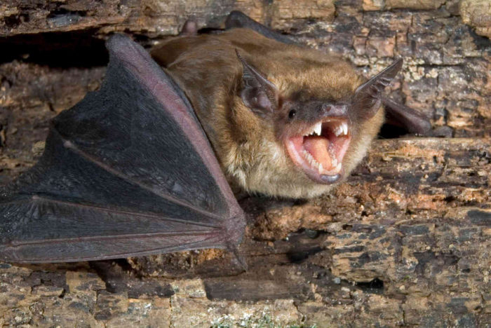 Bat Control and Removal Services 24 Hour Animal Control in NYC, Brooklyn, Bronx, Queens, Long Island City, call 646-741-4333 today! Humane Animal Control · Squirrel Removal · Raccoon Removal · Bird Removal · Dead Wildlife · Mice and Rat Control