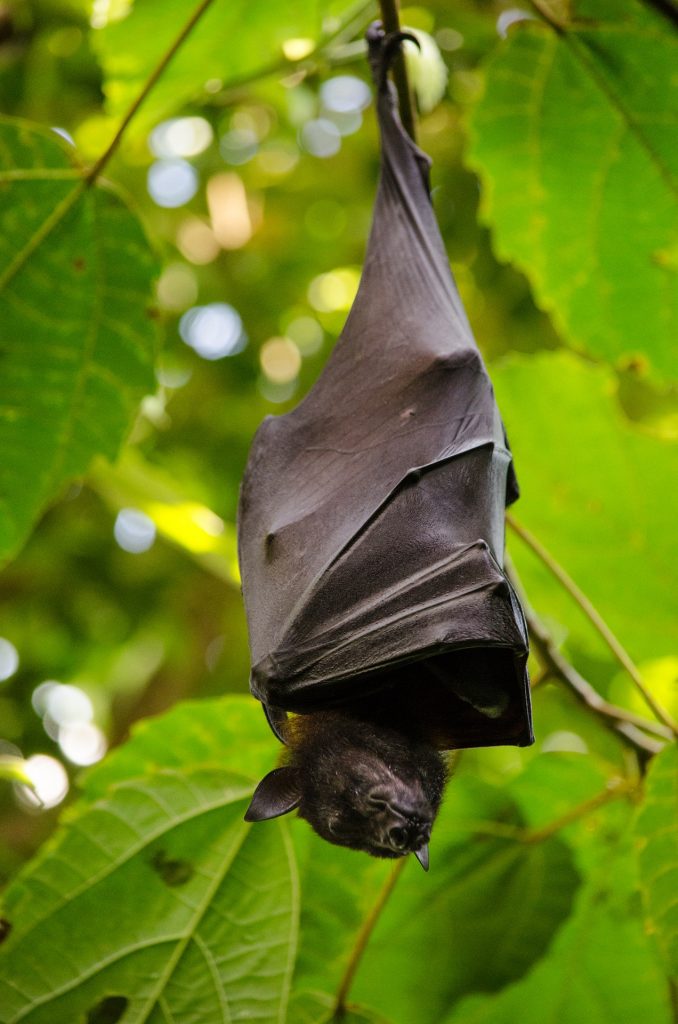animal-control-nyc-bats-animal control-01