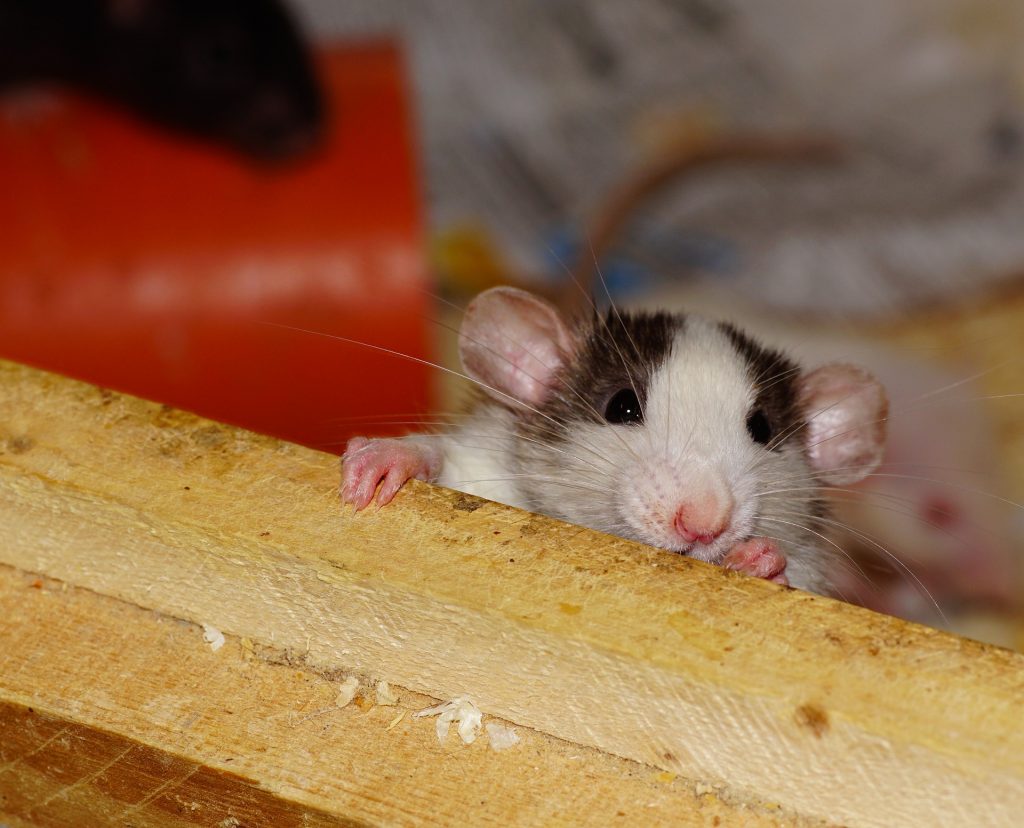 animal-control-nyc-rat-remove-animal control-01