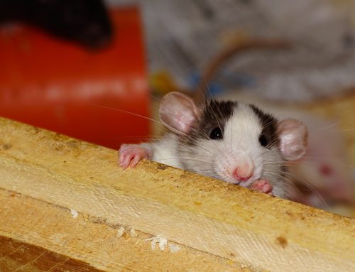 Which Carries More Disease: Rats or Mice?