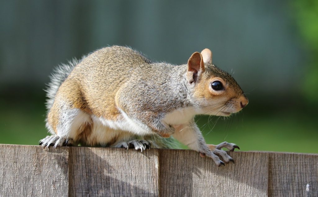 animal-control-nyc-widllife-remove-animal control-01