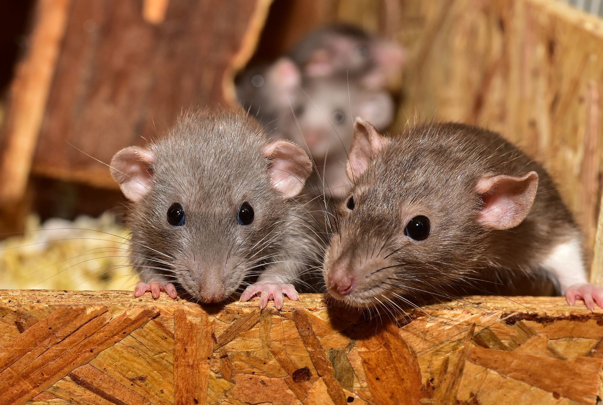 animal-control-nyc-mouse-rat-01-near-me-animal-removal