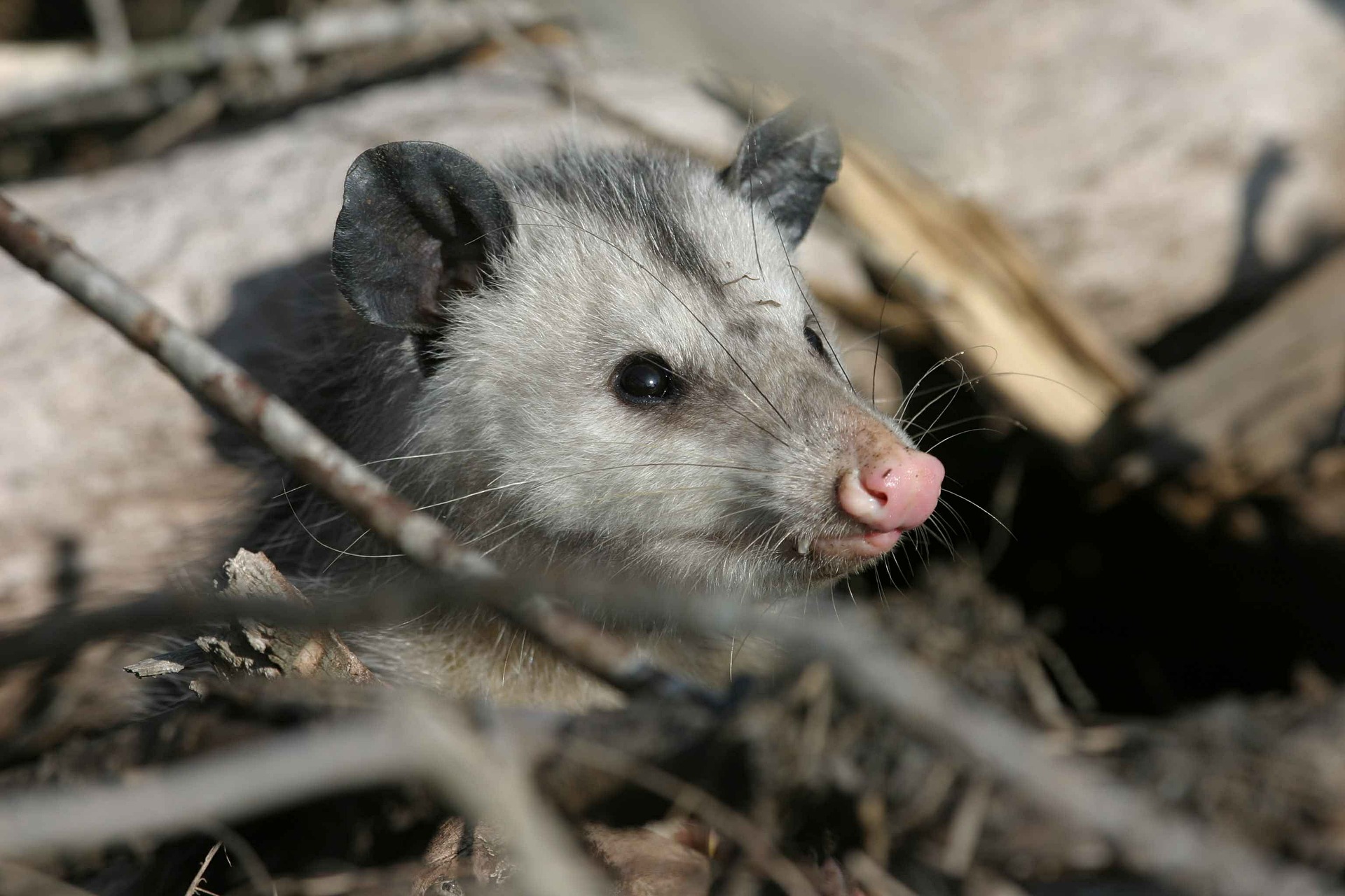 animal-control-nyc-oppossum-01-near-me-animal-removal