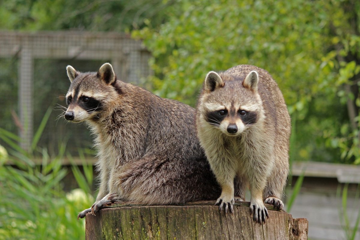 Why You Should ALWAYS Stay Away from a Raccoon During the Day – Animal