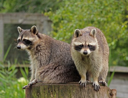 Where Do Raccoons Hide on NYC Properties? – Animal Control in NYC & New