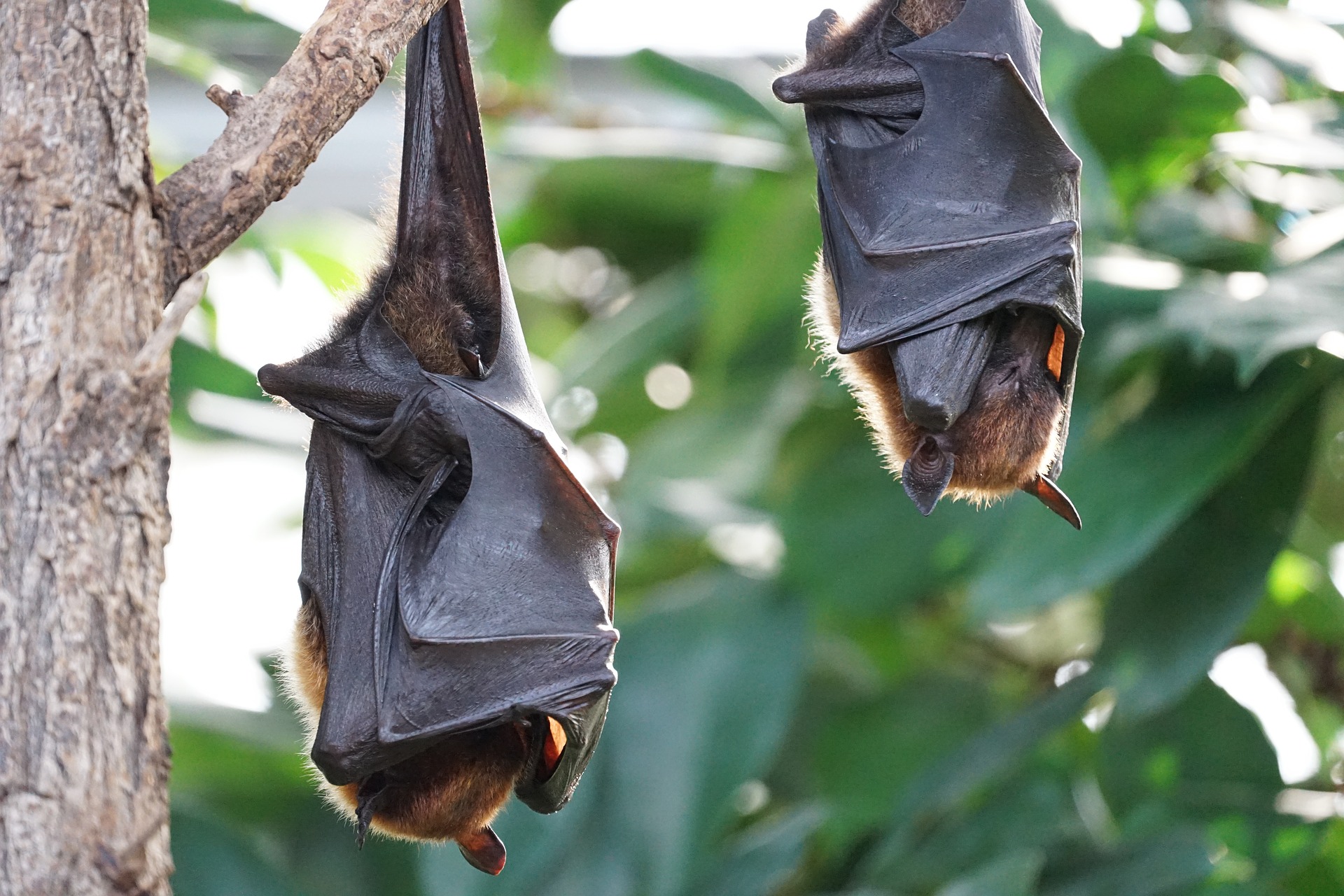 animal-trapping-nj-11