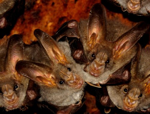 Types of Bats in NYC