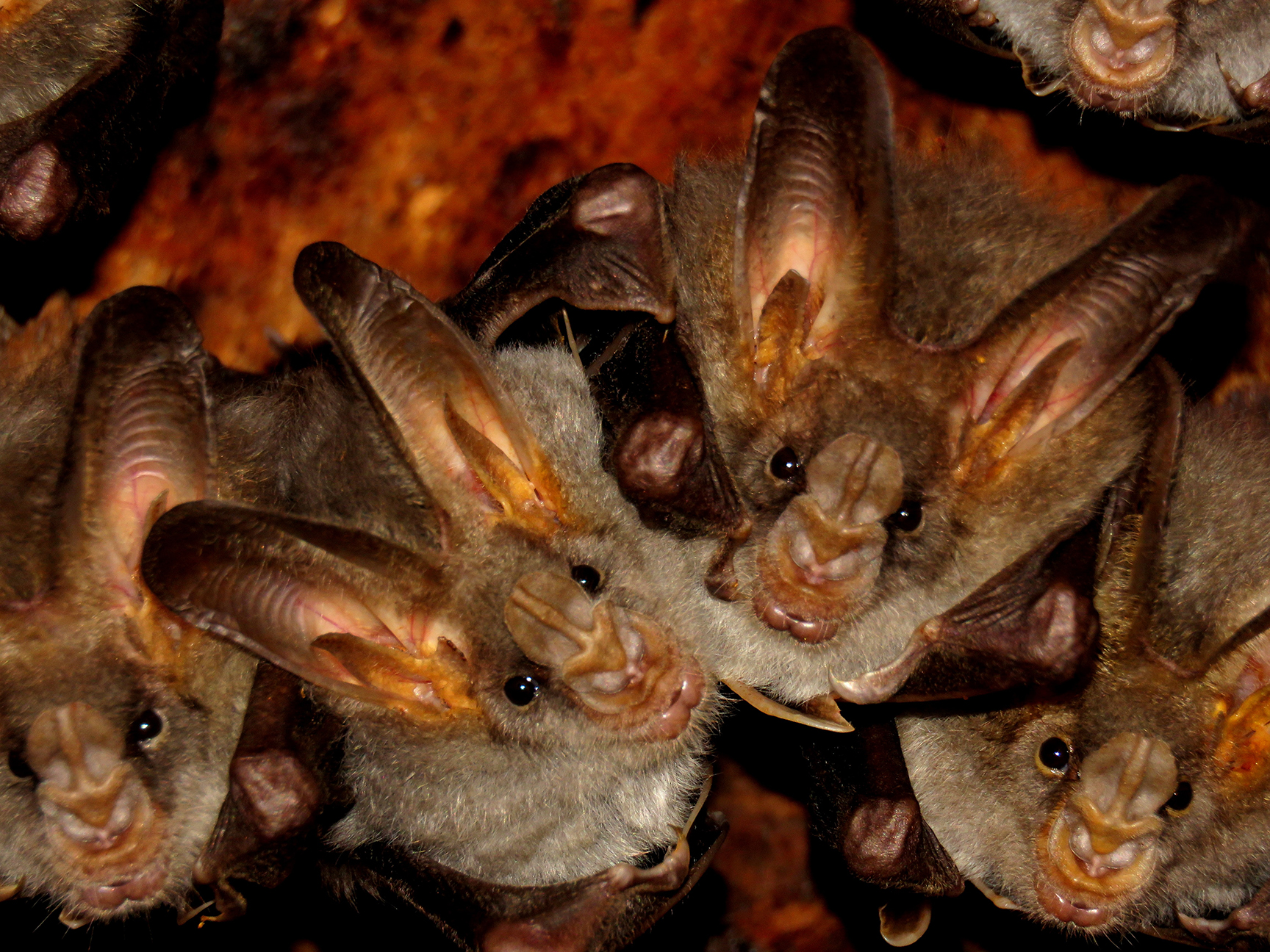 Bat Control and Removal Services