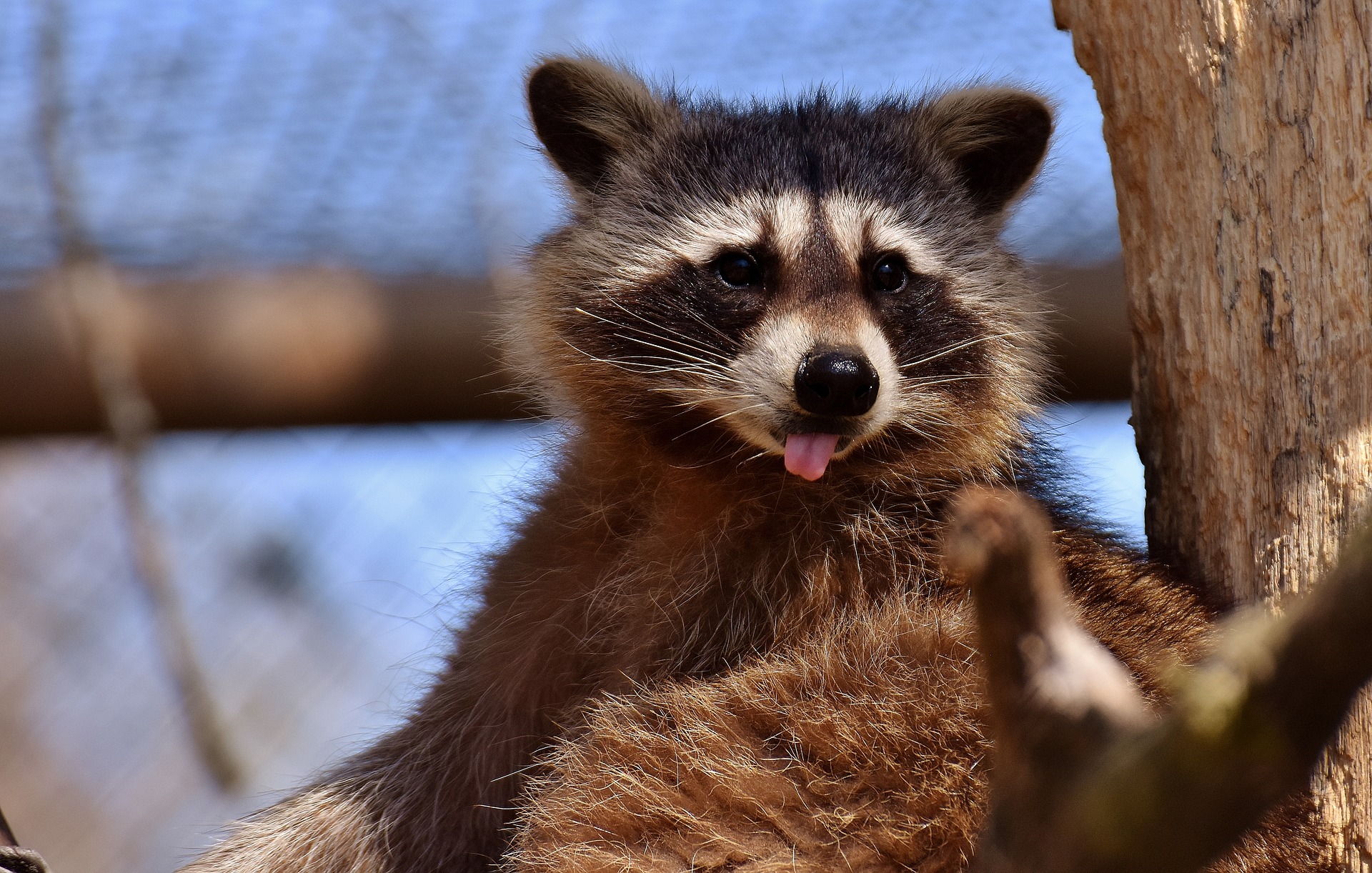 raccoon-2183755_1920 (1)