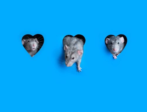 How Do We Find Entrance Points for Mice and Rats?