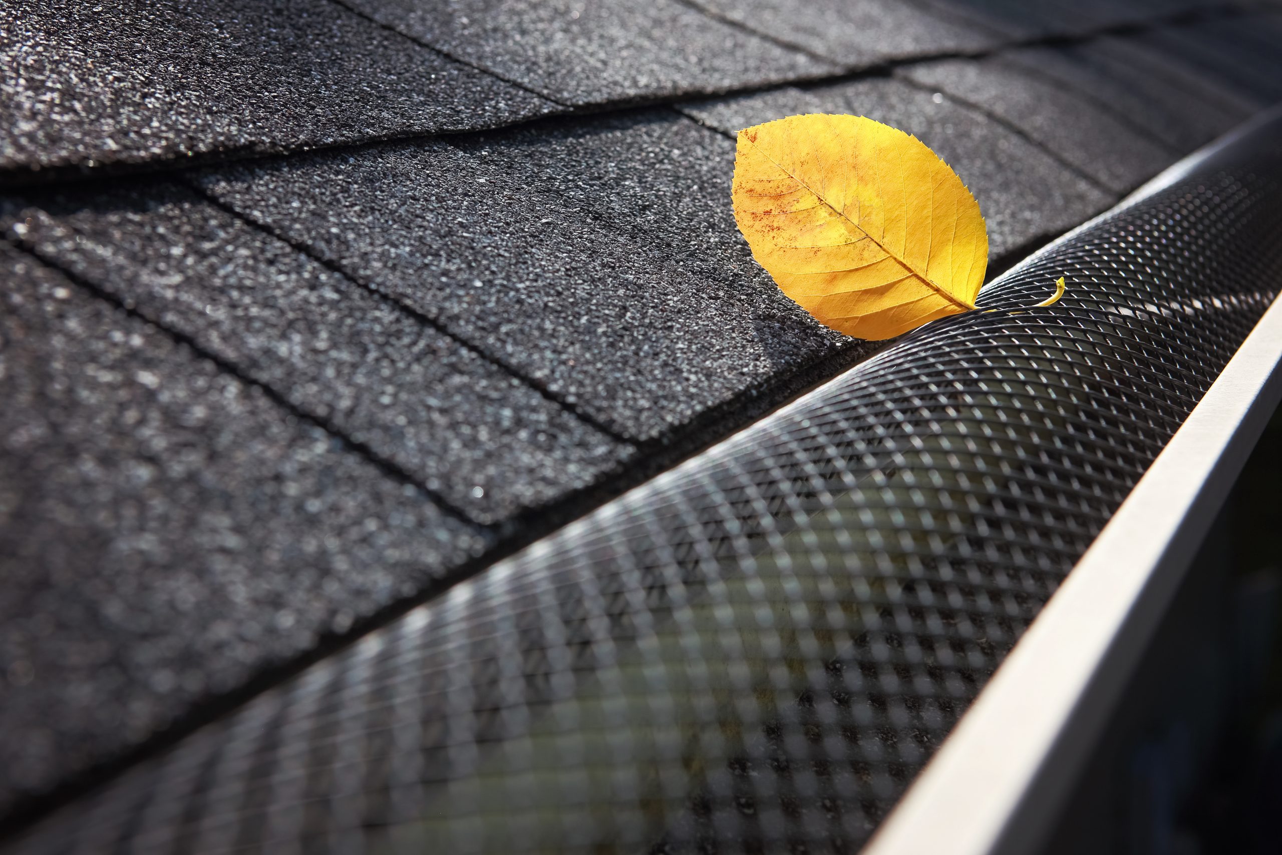 Professional Gutter Guard Installation for critters